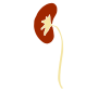 Kidney Stencil