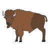 un+bison Picture