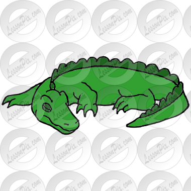 Sleeping Baby Alligator Picture
