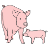 swine Picture