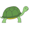 turtle Picture