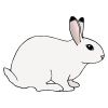 a+rabbit Picture