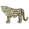 jaguar Picture