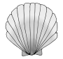 Shell Picture