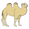 un+chameau Picture