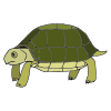 Tortoise+shell Picture