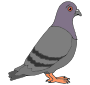 Happy Pigeon Picture